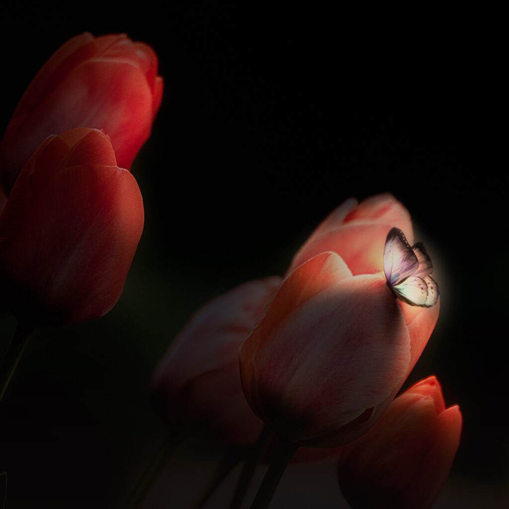 THIRDWAVE & Stine Grove – Lifeforms (Electric Love)(Chilled Mix)(PureBliss)